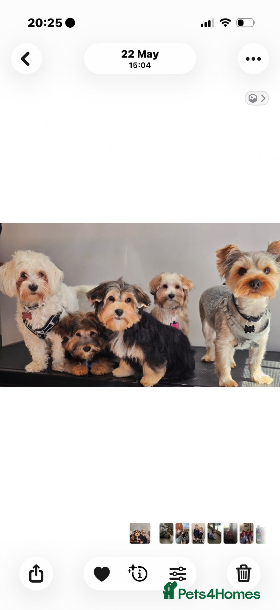 Morkie dogs Pups in the middle mum and dad either side  - Advert 5