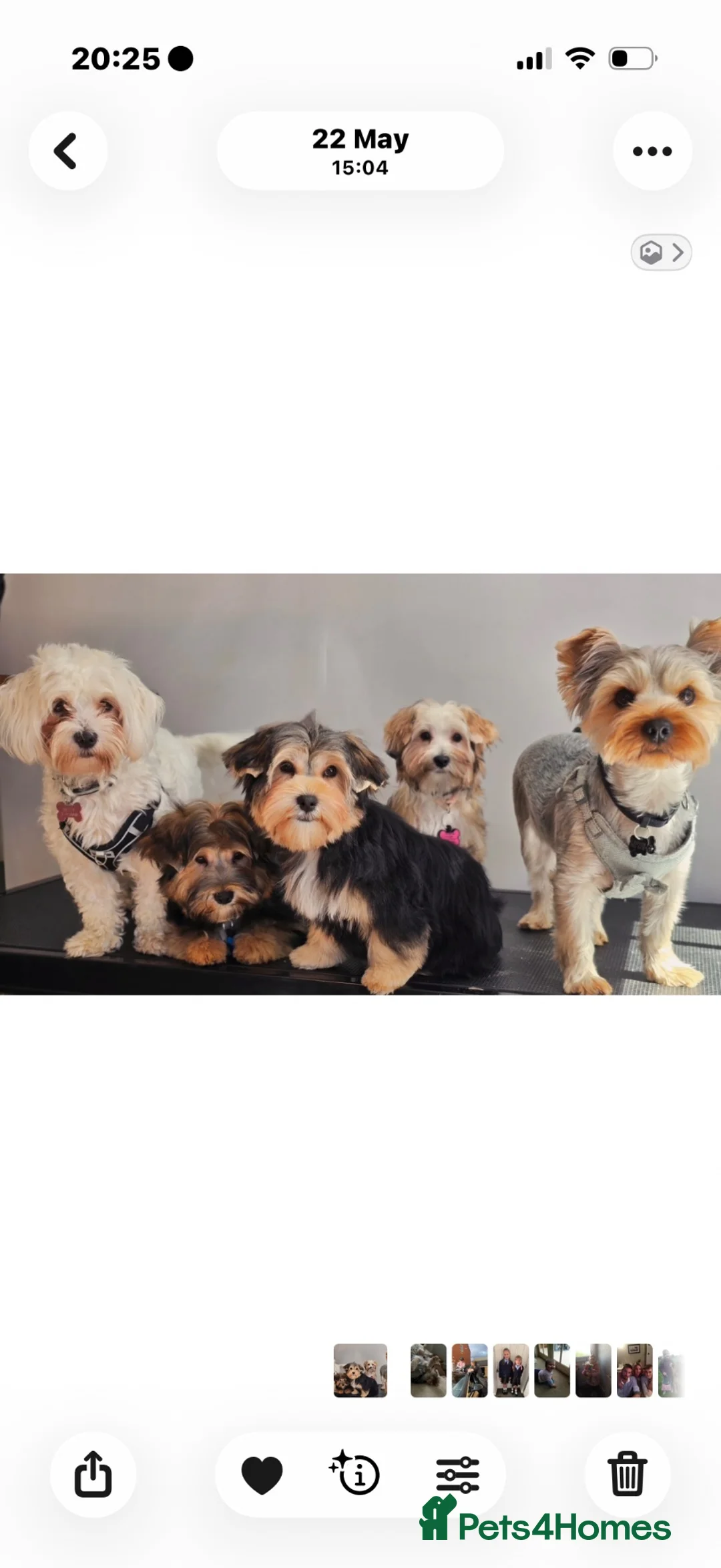 Morkie dogs for sale: Pups in the middle mum and dad either side  - Advert 1