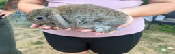 Mini Lop rabbits for sale: Mixed mini lops for sale  - Advert 2
