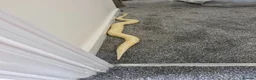 Python Snake reptiles for sale: Male ball pythons and vivs available - Advert 4