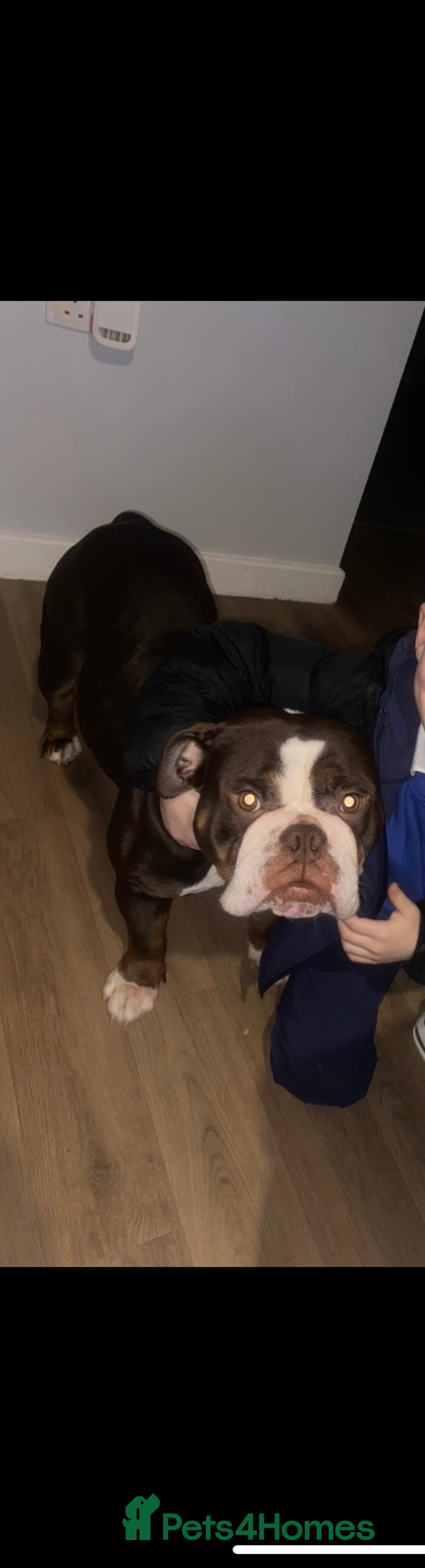 Olde English Bulldogge dogs for sale: Here is my girl CoCo - Advert 7