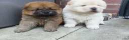 Chow Chow dogs for sale: Chow Chow puppies for sale - Advert 6