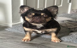 French Bulldog dogs for sale: My sweet fluffy French bulldog  - Image 1