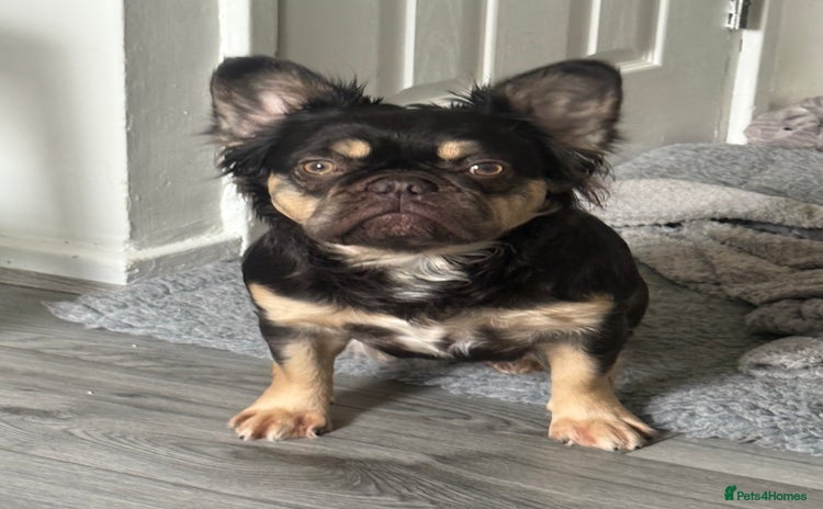 French Bulldog dogs - Advert 7