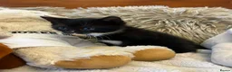 Mixed Breed cats for sale: 🩷Cross Maine Coone Kittens🩷 - Advert 15