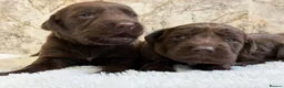 Cockerdor dogs for sale: Chunky Cockador puppies 🐶  - Advert 12