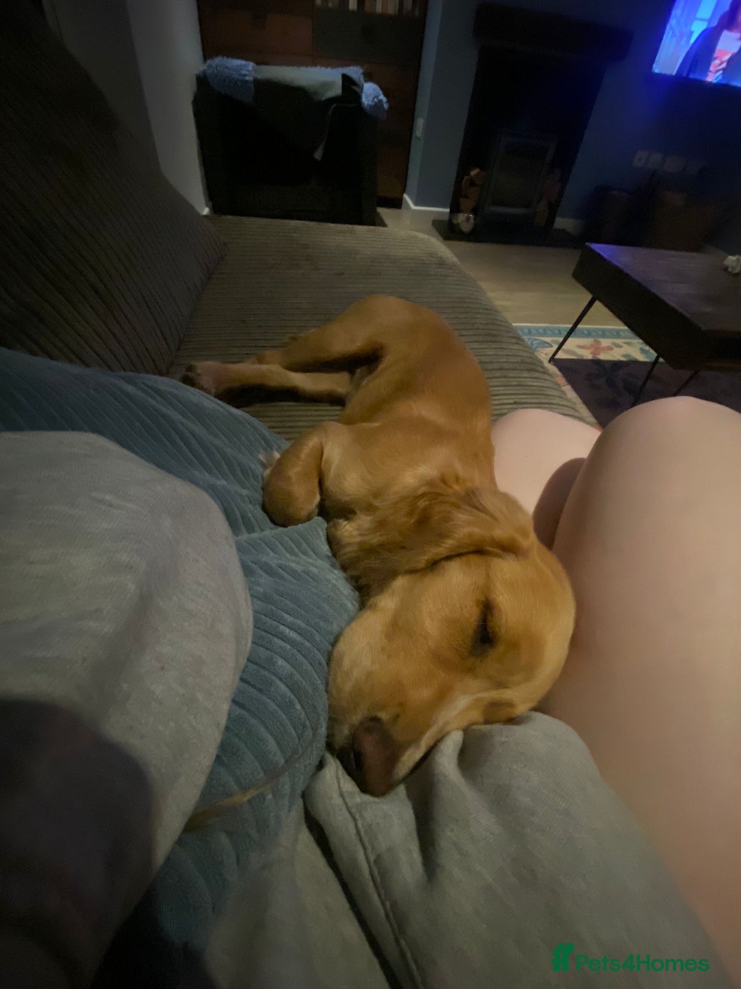 Cocker Spaniel dogs for sale: Male Working Cocker Spaniel - Advert 7