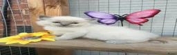 Ragdoll cats for sale: Full breed ragdoll kittens mink - Advert 2