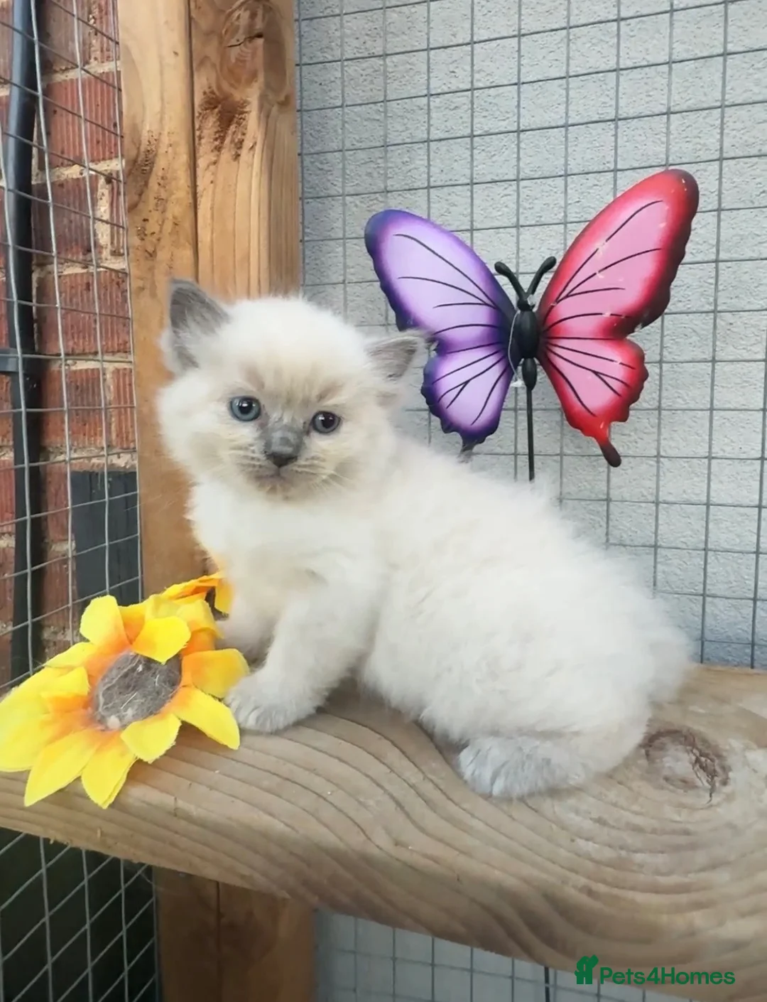 Ragdoll cats for sale: Full breed ragdoll kittens mink - Advert 2