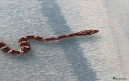 Corn Snake reptiles for sale: Corn snake  - Image 1
