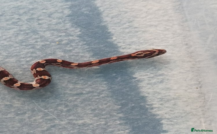 Corn Snake reptiles - Advert 7