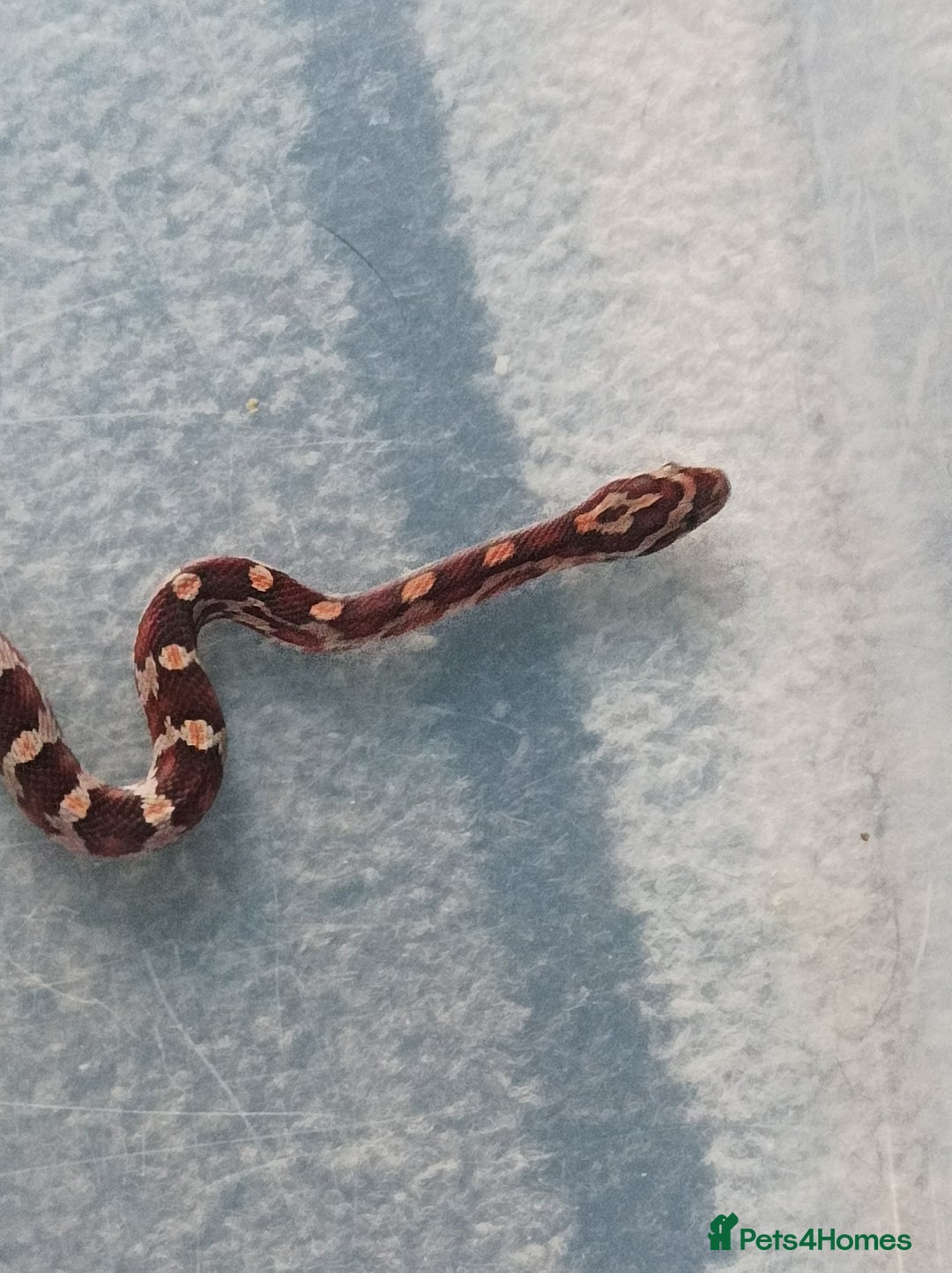 Corn Snake reptiles for sale: Corn snake  - Image 1