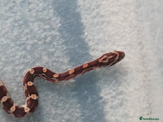 Corn Snake reptiles - Advert 9