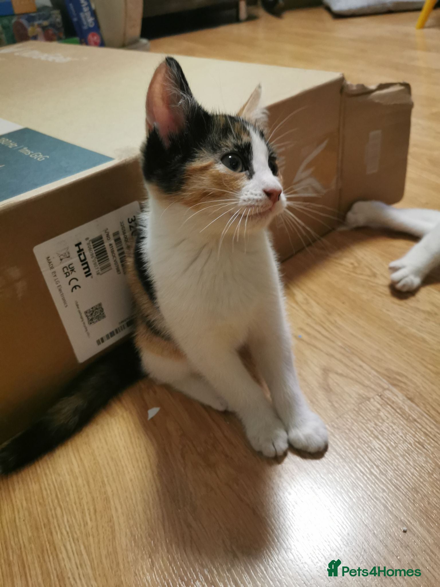 Mixed Breed cats Beautiful 11-week-old kittens looking for  - Advert 1
