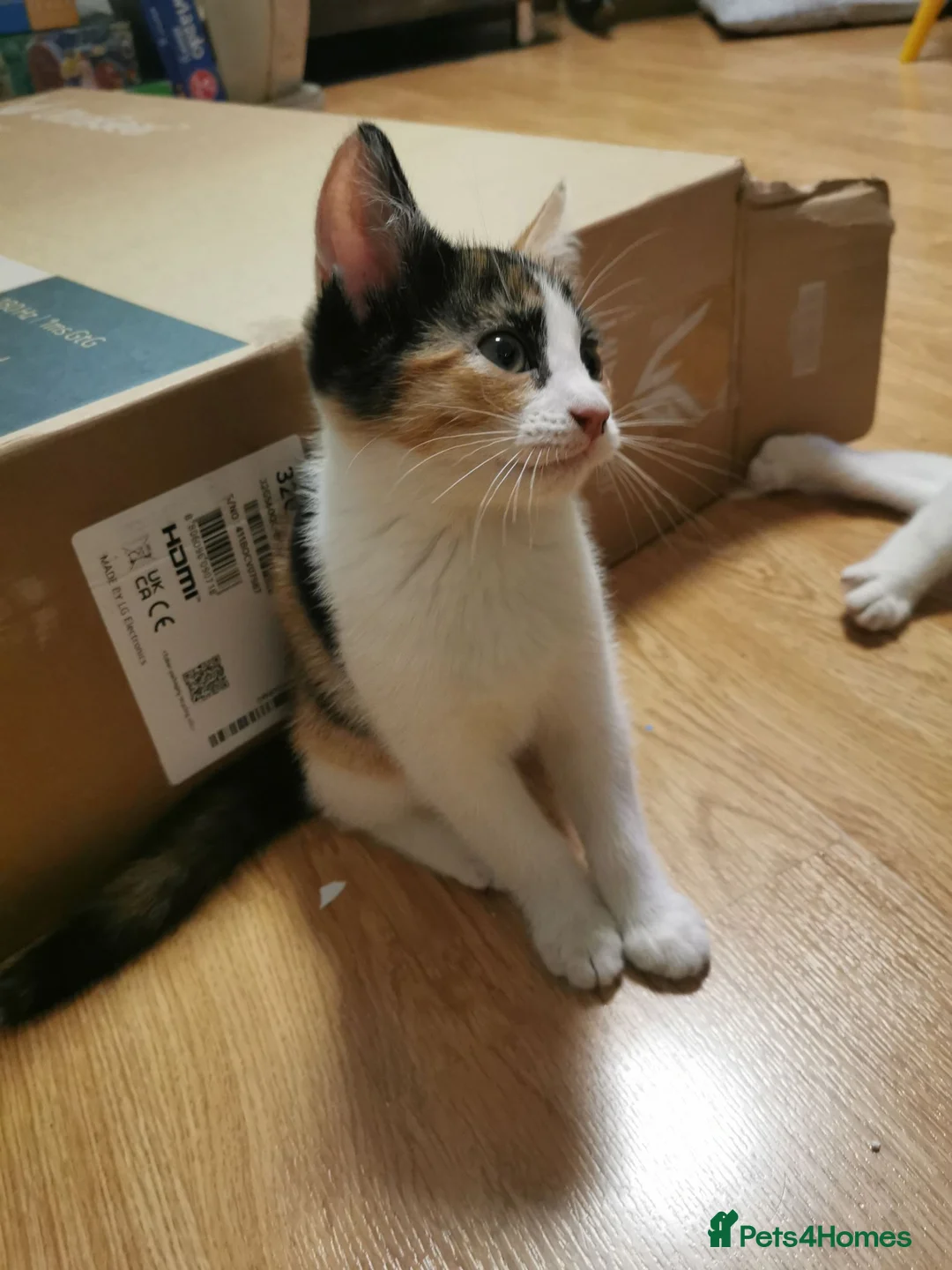 Mixed Breed cats for sale: Beautiful 11-week-old kittens looking for  in Hungerford - Advert 1