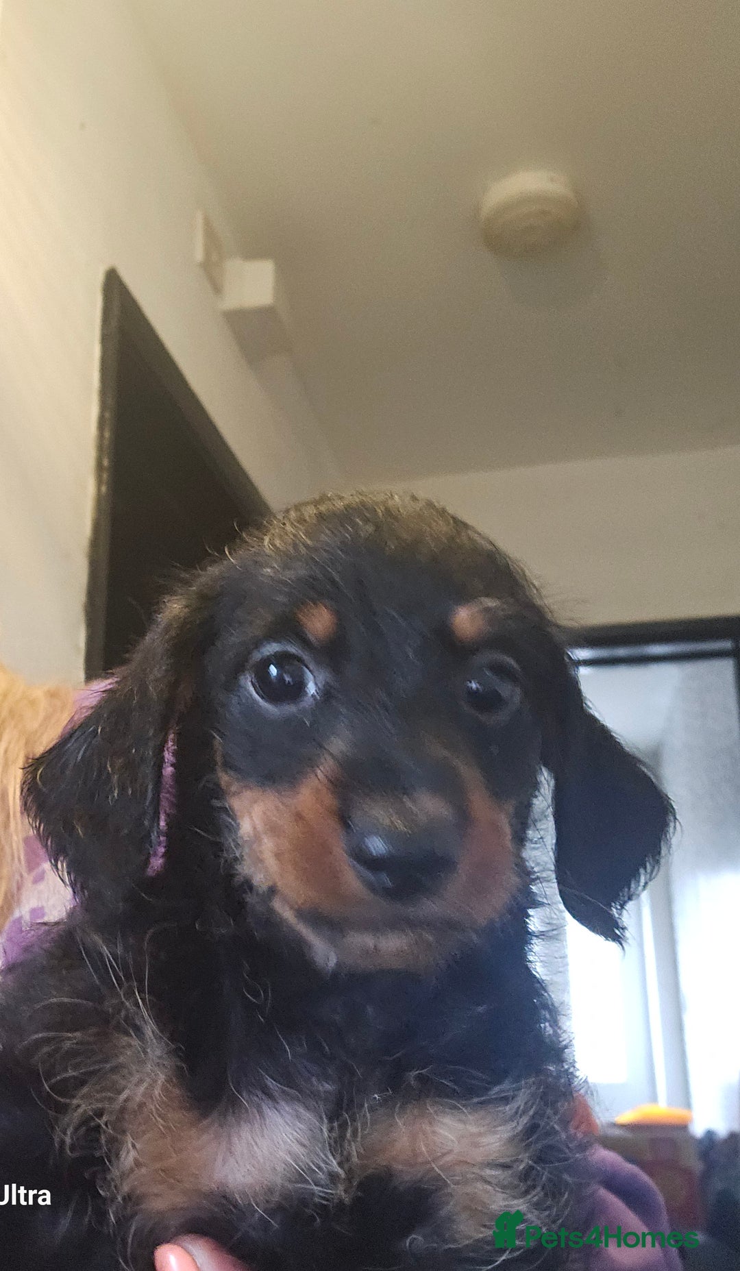 Doxiepoo dogs for sale: Doxipoos puppies mega curly and suited  - Image 5