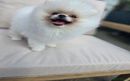 Pomeranian dogs for sale: Pure white Korean Pomeranian in Nottingham - Image 11