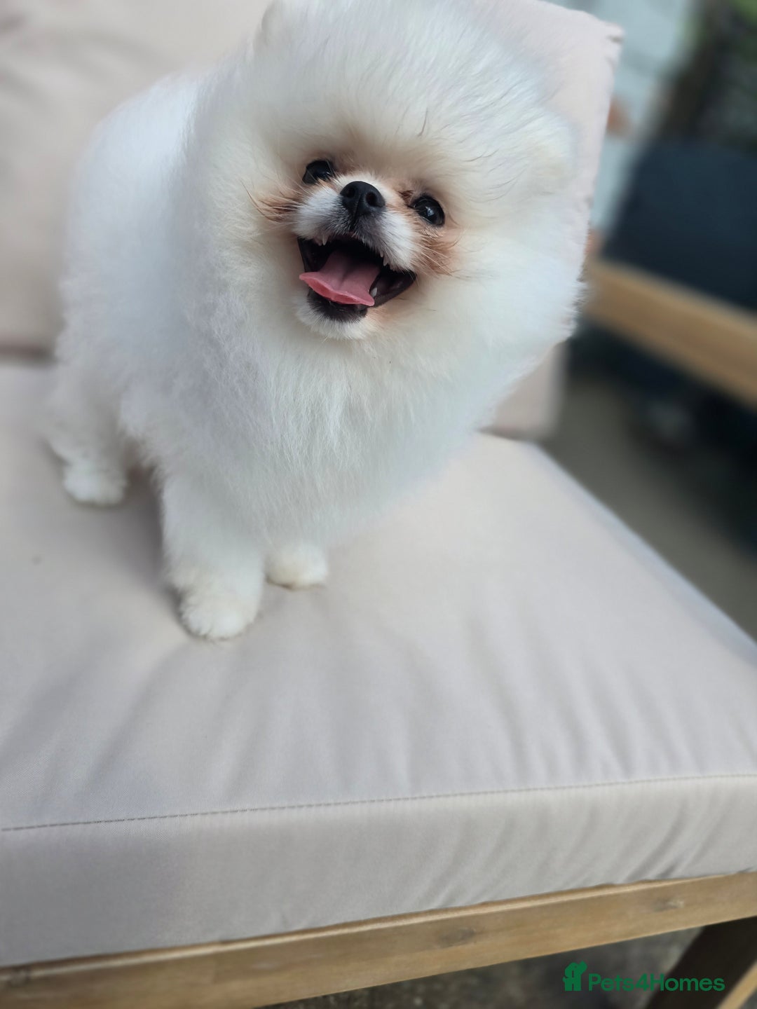 Pomeranian dogs for sale: Pure white Korean Pomeranian in Nottingham - Image 11