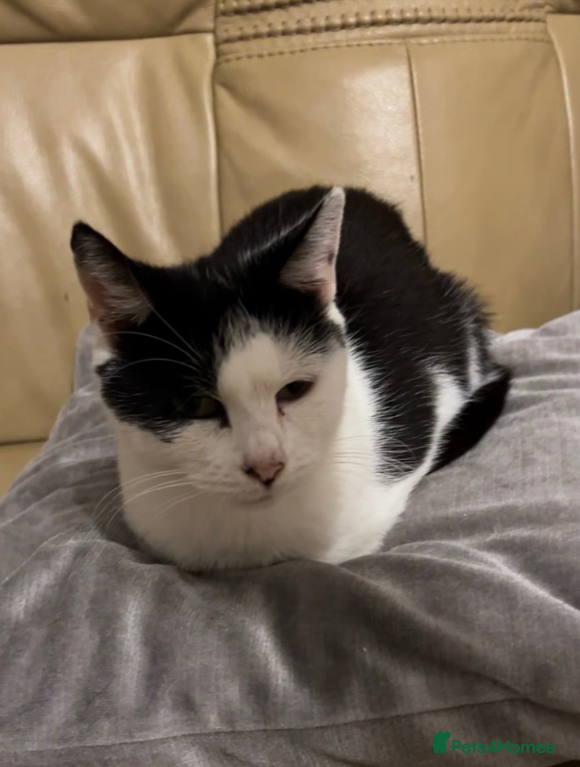 Mixed Breed cats 2 beautiful kittens for sale  - Advert 1