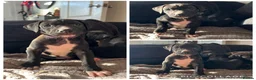 Mixed Breed dogs for sale: Rhodesian Ridgeback x Bull Lurcher - Advert 38