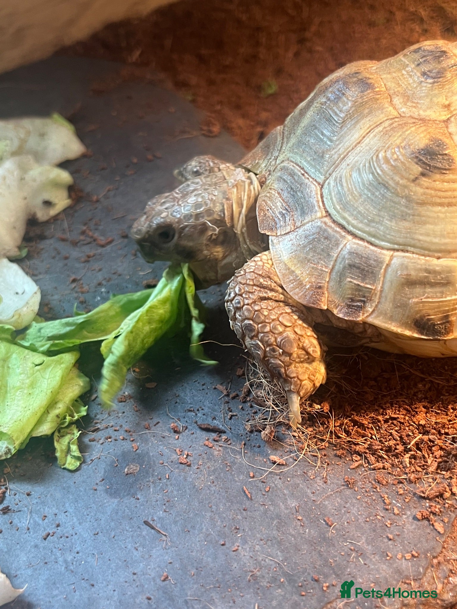 Tortoise reptiles Horsefield tortoise(s) for sale - Advert 2