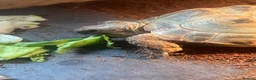 Tortoise reptiles for sale: Horsefield tortoise(s) for sale in Stirling - Advert 1
