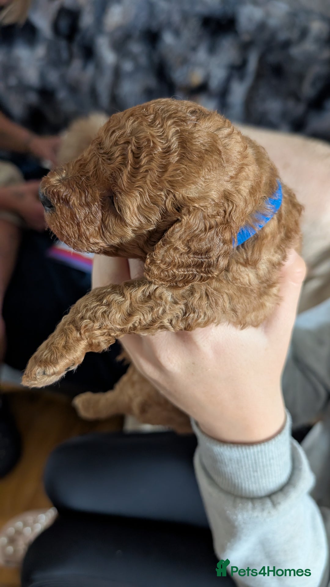 Cavapoo dogs for sale: Beautiful Cavapoo X toy poodle puppies  - Image 26