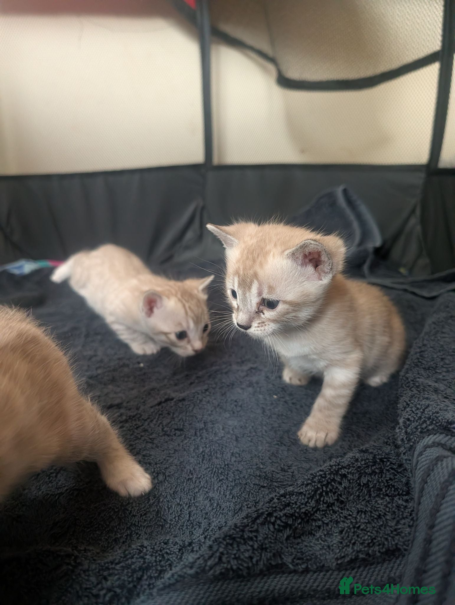 Bengal cats Stunning Snow Bengal kittens  - Advert 1