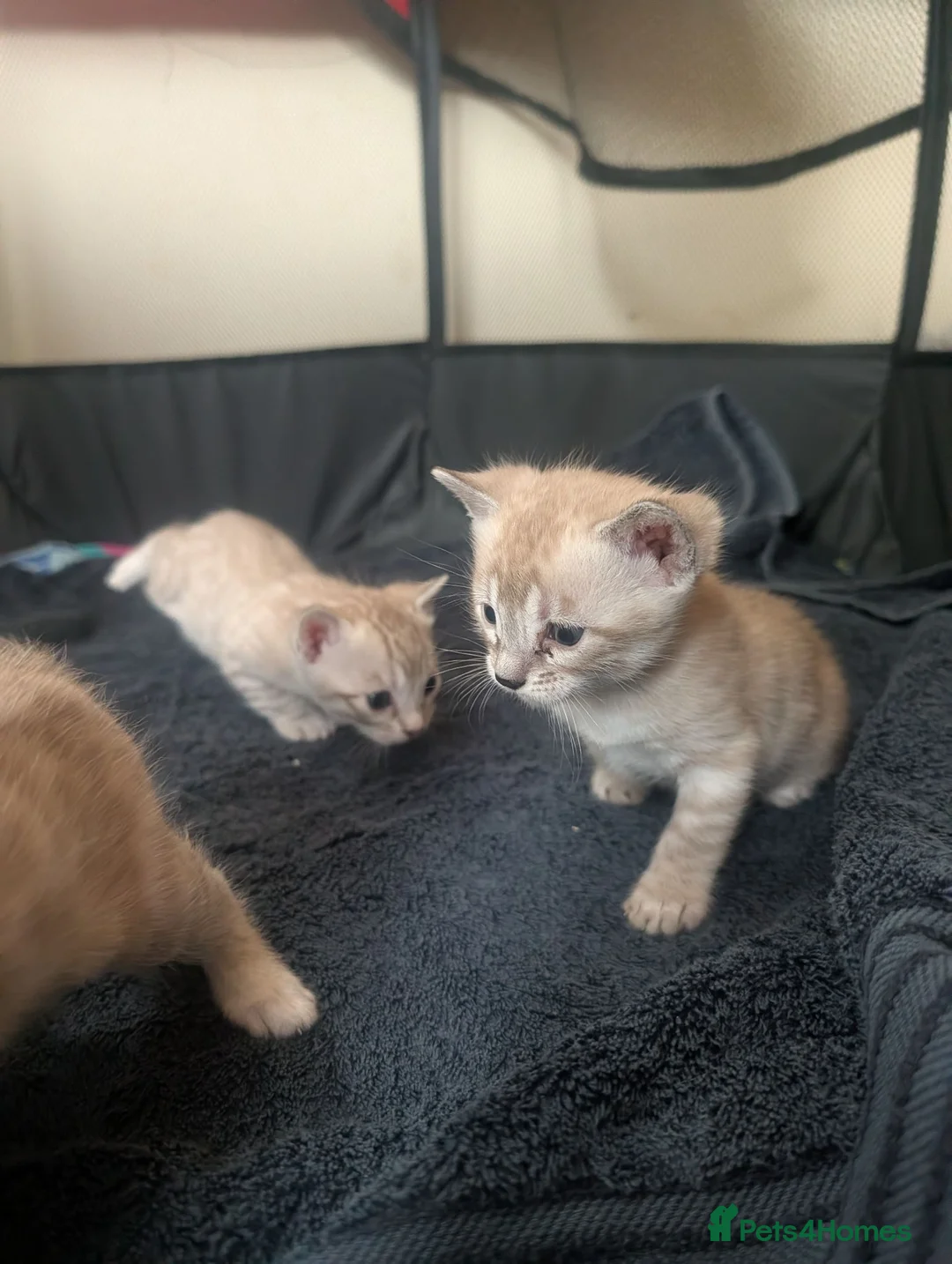 Bengal cats for sale: Stunning Snow Bengal kittens  - Advert 1