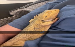 Bearded Dragon reptiles for sale: Bearded dragon and full set up  - Image 2