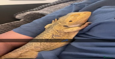 Bearded Dragon reptiles - Advert 8
