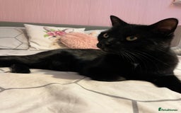 British Longhair cats for sale: Dexter - Advert 2