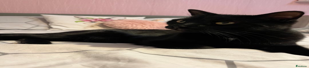 British Longhair Kitten 1