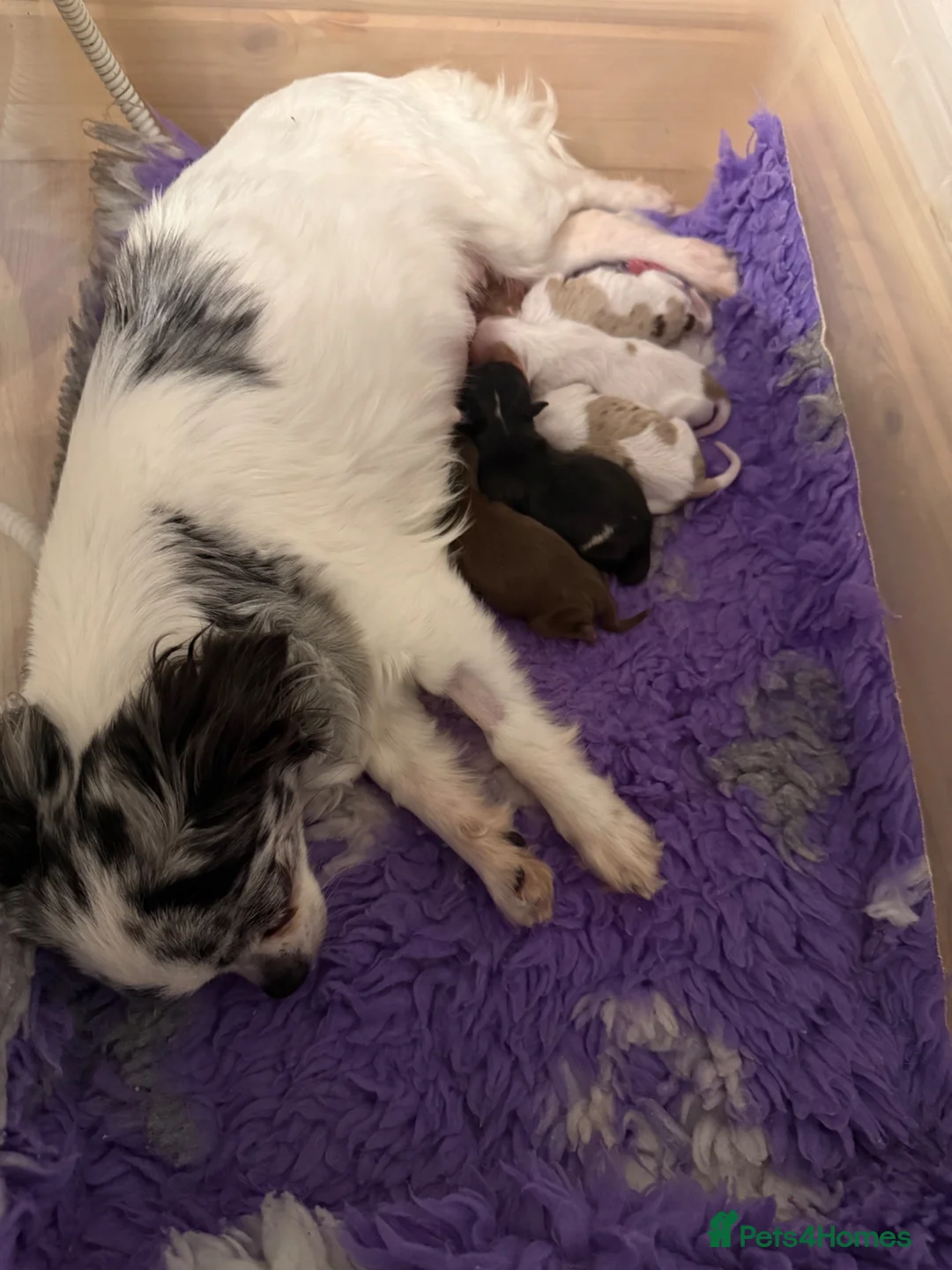 Pomchi dogs for sale: Pomchi boys and girls - Advert 1