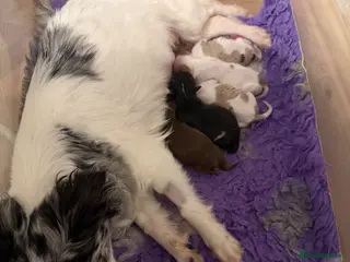 Pomchi dogs Pomchi boys and girls - Advert 4