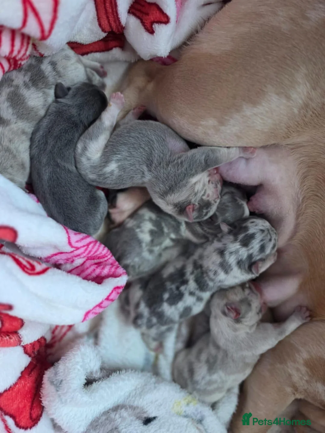 French Bulldog dogs for sale: French Bulldog puppies - Advert 18