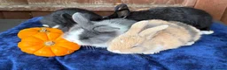 French Lop rabbits for sale: 5 Beautiful French lops  - Advert 5