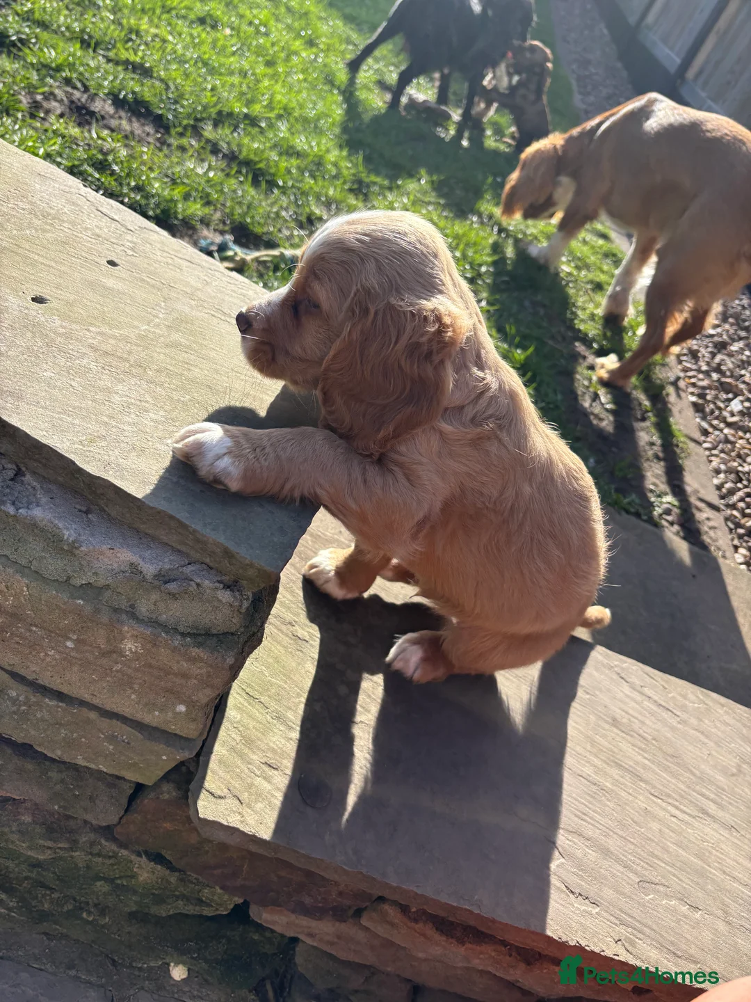 Cocker Spaniel dogs for sale: Cocker spaniels puppy’s  in Rotherham - Advert 1