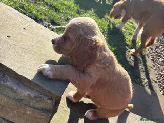 Cocker Spaniel dogs Cocker spaniels puppy’s - Advert 3
