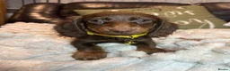 Miniature Dachshund dogs for sale: Fabulous Litter of Long haired dachshund puppies  - Advert 23