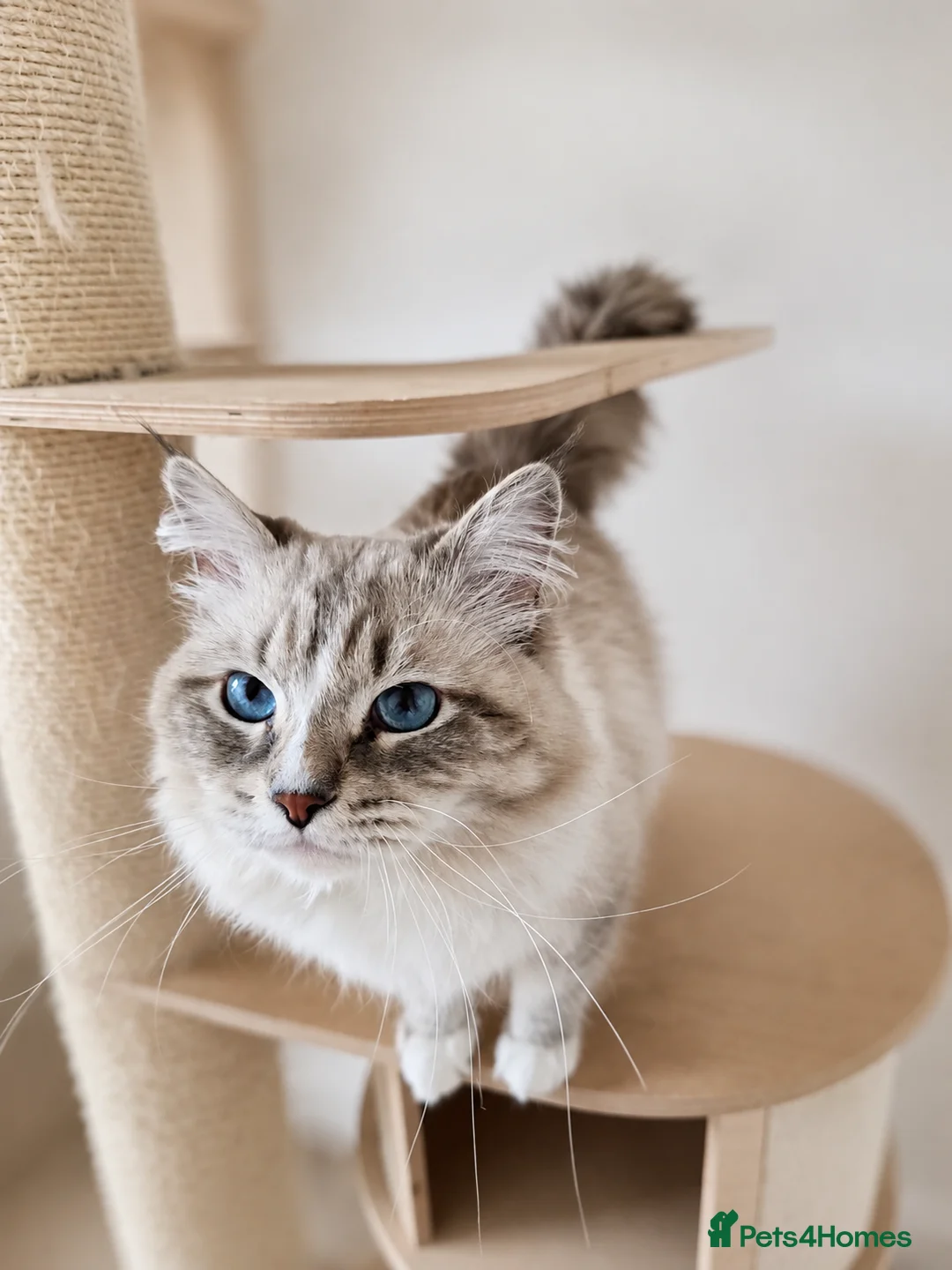 Siberian cats for sale: Exceptional retired Siberian/Neva Masquerade boy  - Advert 2