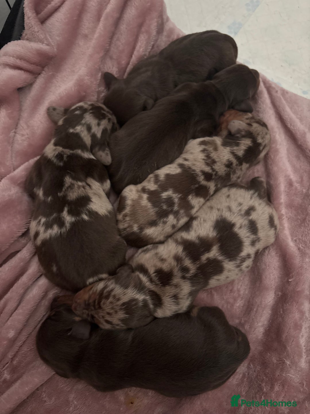 Dachshund dogs for sale: Dachshunds for Sale - Advert 7