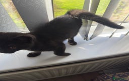 British Shorthair cats for sale: British short hair kitten chocolate brown - Image 6