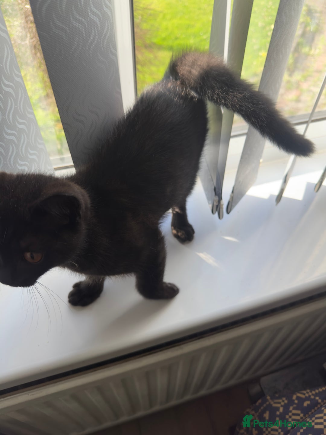 British Shorthair cats for sale: British short hair kitten chocolate brown - Image 6