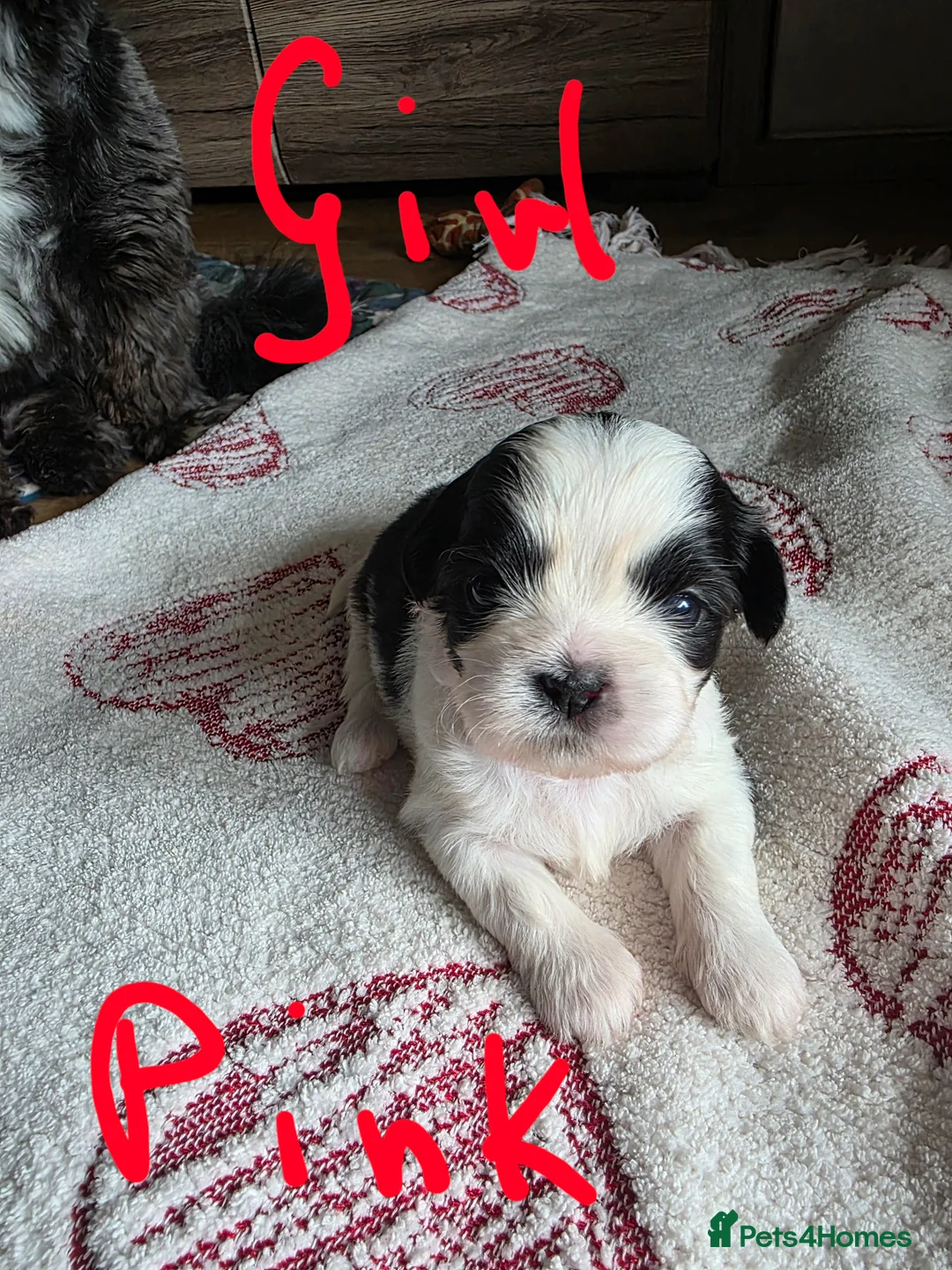 Shih Tzu dogs for sale: Puppy in Walsall - Advert 1