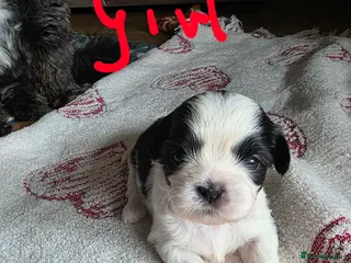 Shih Tzu dogs Puppy - Advert 17