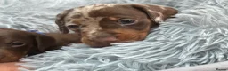 Miniature Dachshund dogs for sale: Ready now One Absolutely stunning boy left  - Advert 20