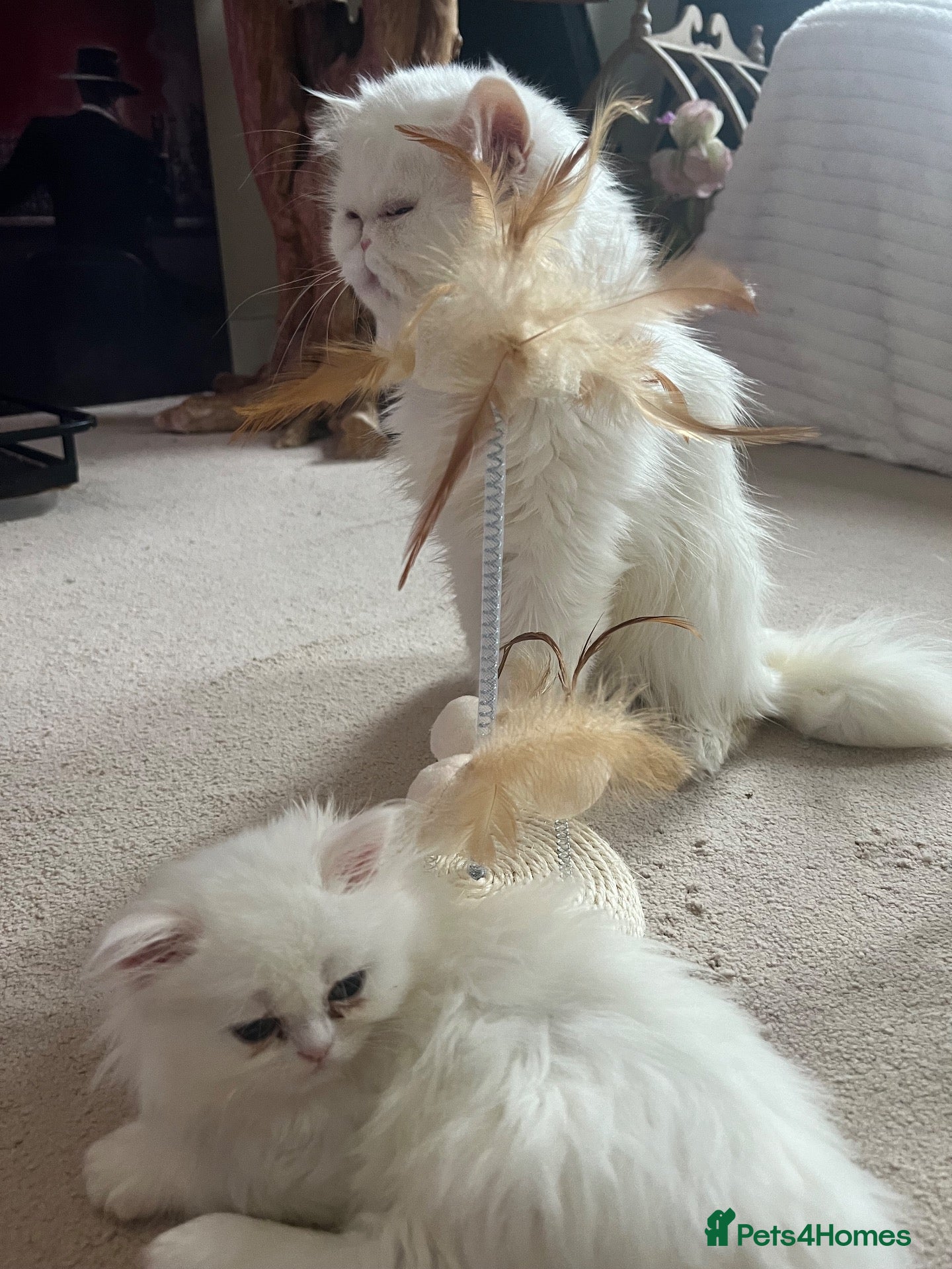 Persian cats  ꨁ 🍃 ҉🌺🍃 EXOTIC DOLL FACE PERSIAN - Advert 2