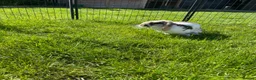 Rex rabbits for sale: Loving home needed for three beautiful bunnies 🐰  - Advert 8