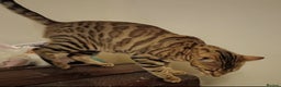 Bengal cats for sale: Bengal Adolescent & Young Adult Entire Males - Advert 14
